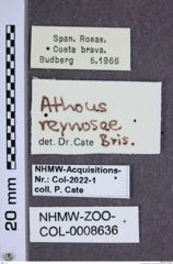 Etiketten zu Athous reynosae (NHMW-ZOO-COL-0008636)